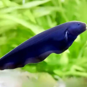 Weissstirn Messerfisch (DNZ) (Apteronotus albinfrons) Wochenendangebot